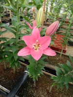 [4607 VZ W08 0838-01 No01.JPG]